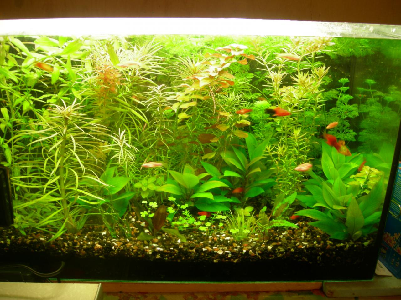     
: DSCN1294.jpg
: 56
:	201.1 
ID:	5790419