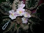     
: 20130207_190349.jpg
: 2
:	146.8 
ID:	5817255