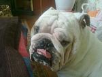     
: 04112012963.jpeg
: 9
:	113.1 
ID:	5822291