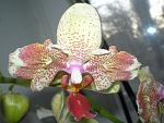     
: P3050018.jpg
: 11
:	117.6 
ID:	5825426