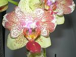     
: P3050020.jpg
: 12
:	144.3 
ID:	5825427