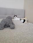     
: IMG_0640.jpg
: 10
:	70.9 
ID:	5840457