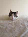     
: IMG_0632.jpg
: 12
:	66.0 
ID:	5840462