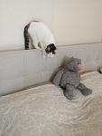     
: IMG_0644.jpg
: 9
:	67.1 
ID:	5840473