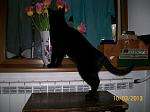     
: 100_5011.jpg
: 6
:	112.7 
ID:	5851953