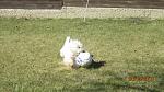     
: IMG_8017.jpg
: 4
:	111.4 
ID:	5857539