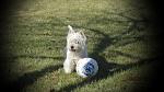     
: IMG_8016.JPG
: 2
:	268.9 
ID:	5857540