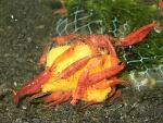     
: red fire.jpg
: 164
:	87.7 
ID:	5869151