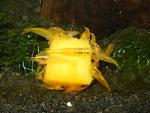     
: var. yellow.jpg
: 84
:	75.6 
ID:	5869152