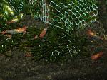     
: rilly.jpg
: 109
:	92.4 
ID:	5869153