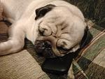     
: Фото0841.jpg
: 11
:	144.2 
ID:	5869176
