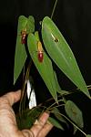     
: Acronia ascera 2.jpg
: 81
:	33.8 
ID:	5873228