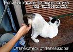     
: кошак.jpg
: 6
:	46.8 
ID:	5874427