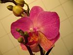     
: GEDC2184.jpg
: 34
:	93.3 
ID:	5886301