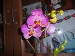     
: GEDC2175.jpg
: 31
:	139.1 
ID:	5886303