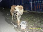     
: SAM_3133.jpg
: 24
:	169.2 
ID:	5887651