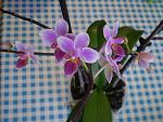     
: P1010524.jpg
: 5
:	108.4 
ID:	5889435