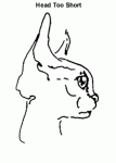     
: devon_rex16.gif
: 10
:	38.6 
ID:	5896381