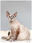    
: tia10.jpg
: 10
:	33.5 
ID:	5896543