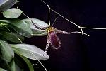     
: pleurothallis-megalops-foto-1069.jpg
: 63
:	15.6 
ID:	5905698