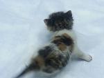     
: 20130318_190053.jpg
: 18
:	61.8 
ID:	5907355