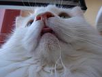     
: DSC00074.jpg
: 21
:	84.1 
ID:	592205