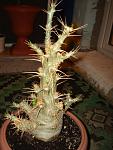     
: DSC02117.JPG
: 74
:	102.6 
ID:	5928677