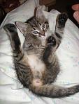     
: Котэ во всей кра&#.jpg
: 6
:	94.0 
ID:	5931599