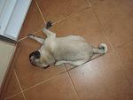     
: P3221675.jpg
: 8
:	116.4 
ID:	5932193
