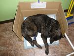     
: image.jpg
: 8
:	144.7 
ID:	5947140