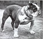     
: bulldog3.jpg
: 11
:	20.9 
ID:	5948985