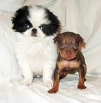     
: IMG_2974.JPGsaf.jpg
: 10
:	213.8 
ID:	5974325