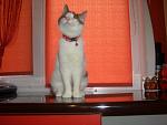     
: CIMG0111.jpg
: 3
:	109.1 
ID:	5983488