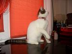     
: CIMG0119.jpg
: 6
:	92.8 
ID:	5985957