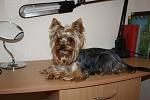     
: IMG_6205.jpg
: 9
:	89.8 
ID:	5997796