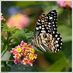     
: инийский парус&#10.jpg
: 9
:	93.4 
ID:	6020058