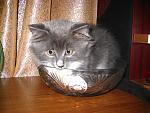     
: IMG_1185.jpg
: 23
:	179.1 
ID:	602405