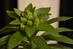     
: _DSC1395.jpg
: 22
:	77.4 
ID:	6036152