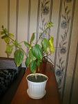     
: 08042013803.jpg
: 13
:	86.8 
ID:	6045656