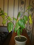    
: 08042013802.jpg
: 15
:	118.1 
ID:	6045660