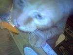     
: SP_A0960.jpg
: 16
:	45.6 
ID:	608200