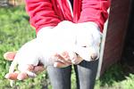     
: IMG_9674.jpg
: 5
:	77.6 
ID:	6089210