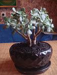     
: DSC03638.jpg
: 17
:	101.6 
ID:	6105284