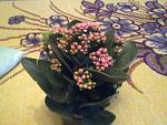     
: 19042013554.jpg
: 5
:	156.4 
ID:	6107403