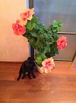     
: image.jpg
: 4
:	96.2 
ID:	6110183