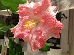    
: image.jpg
: 3
:	103.6 
ID:	6110209
