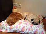     
: image.jpg
: 12
:	129.7 
ID:	6110267