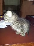     
: 20130422_102049.jpg
: 6
:	58.5 
ID:	6120441