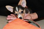    
: IMG_0381.jpg
: 7
:	70.6 
ID:	6129543