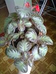     
: 21042013195.jpg
: 15
:	86.9 
ID:	6132280